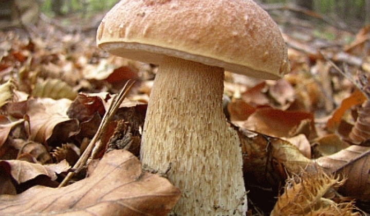 Fauna a flóra